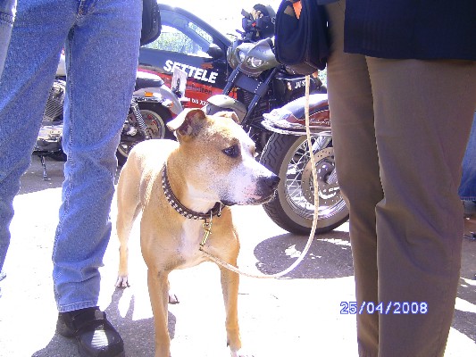 ../Images/DoggiesGoCart2009 050.jpg